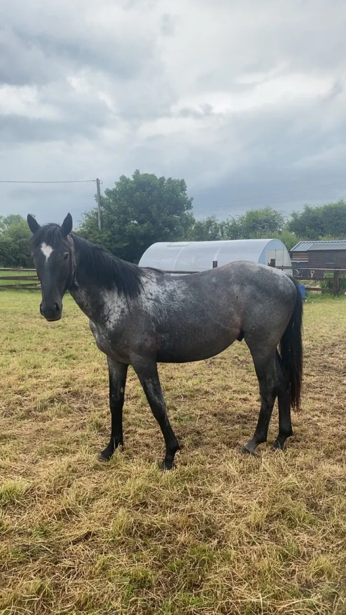 2 year old standing 15hh - Image 2