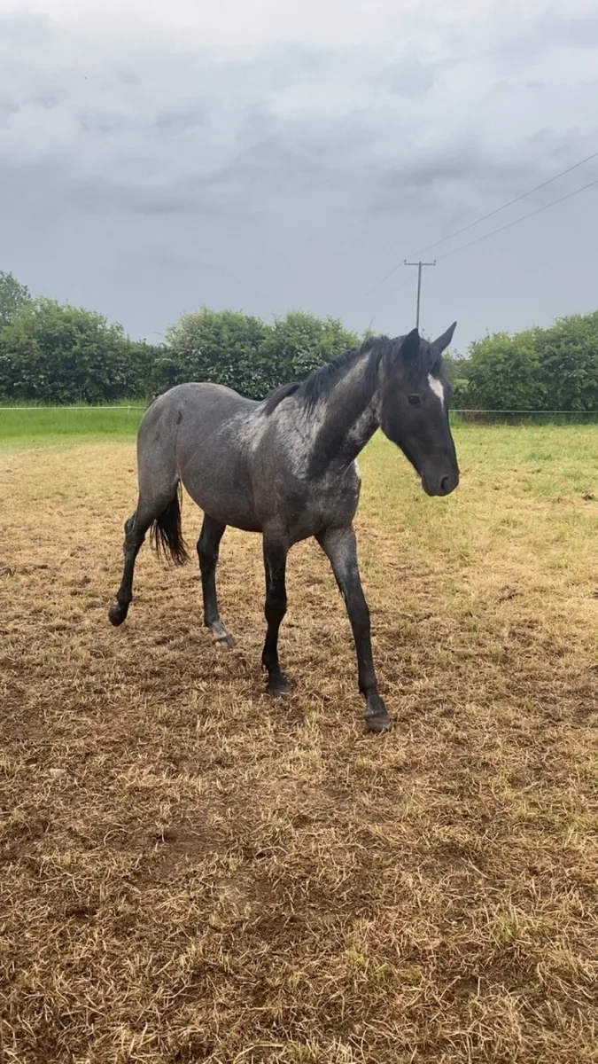2 year old standing 15hh - Image 3
