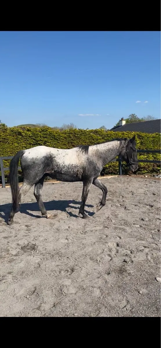 2 year old standing 15hh - Image 4