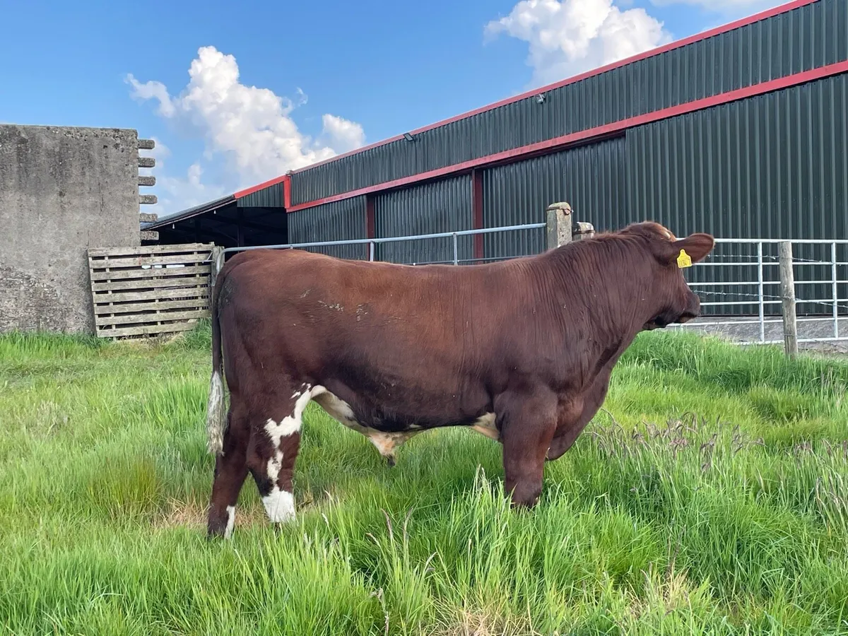 Pedigree registered polled beef shorthorn bull - Image 1