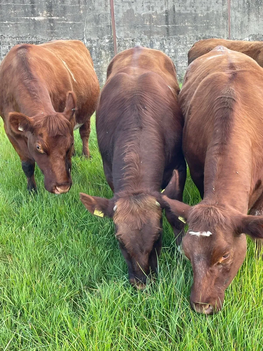 Pedigree registered polled beef shorthorn bull - Image 2