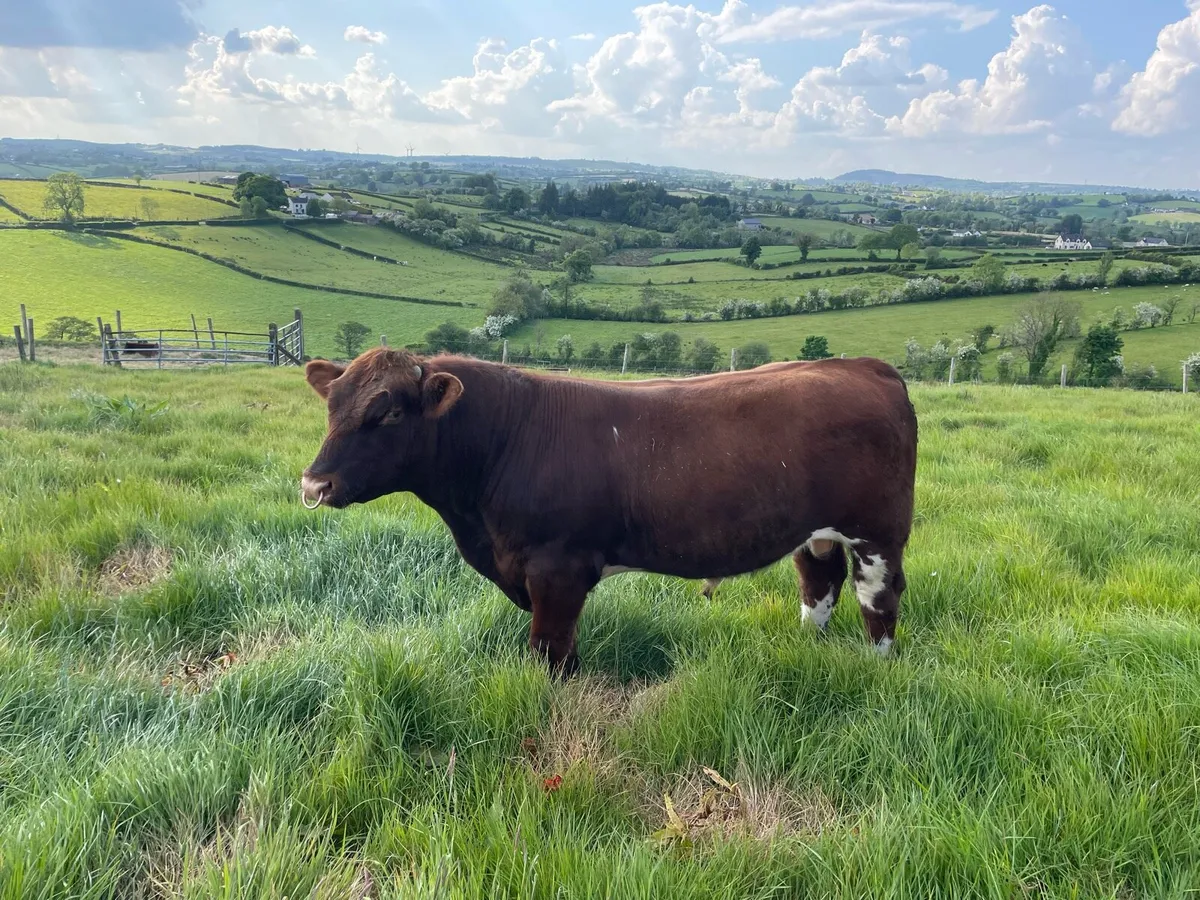 Pedigree registered polled beef shorthorn bull - Image 3