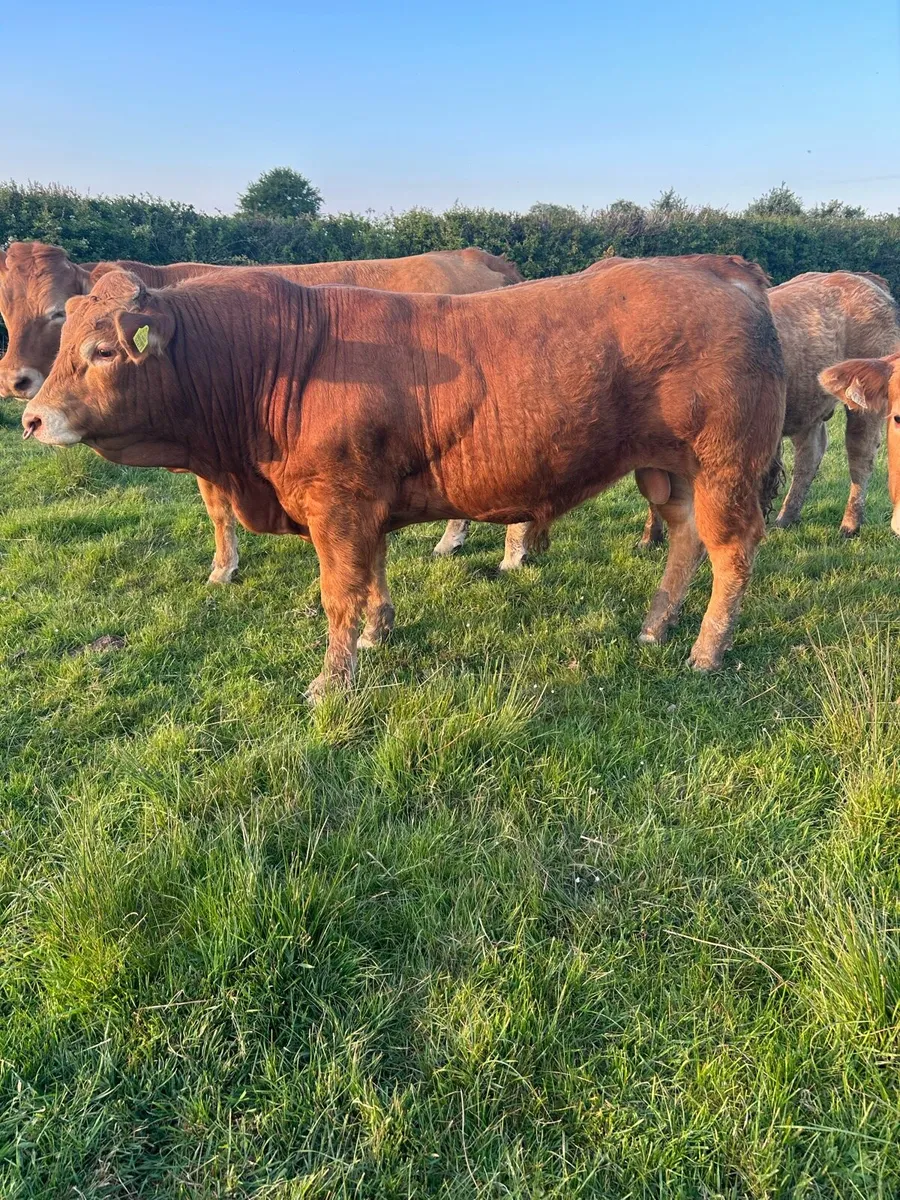 Limousin Bull - Image 1