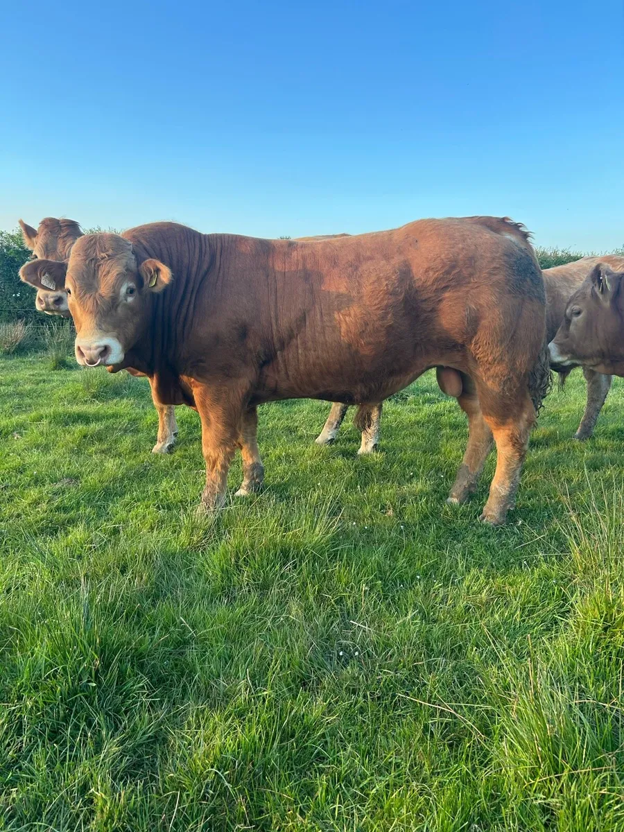 Limousin Bull - Image 2