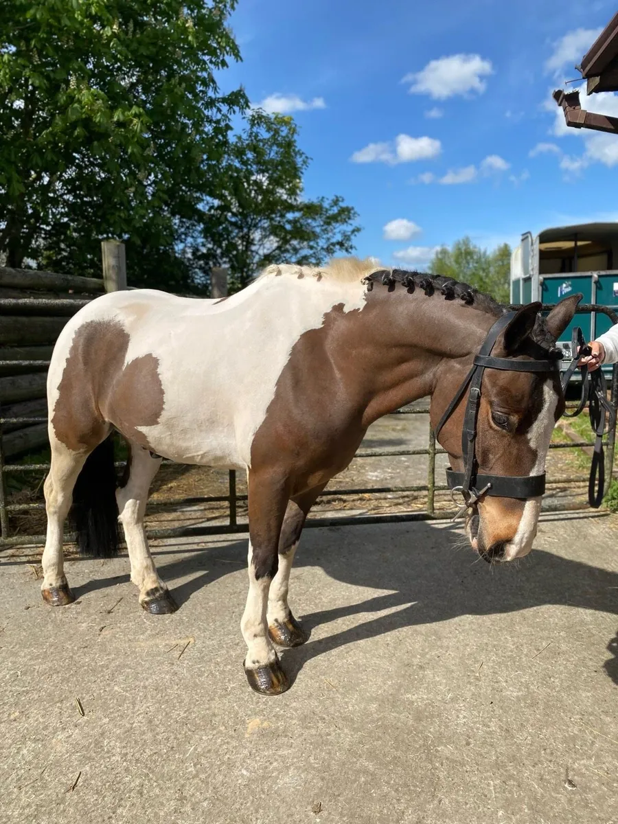 13.3 family pony - Image 2