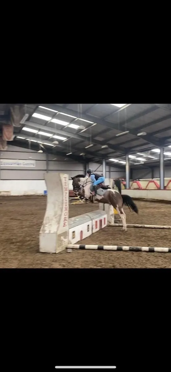 13.3 family pony - Image 3