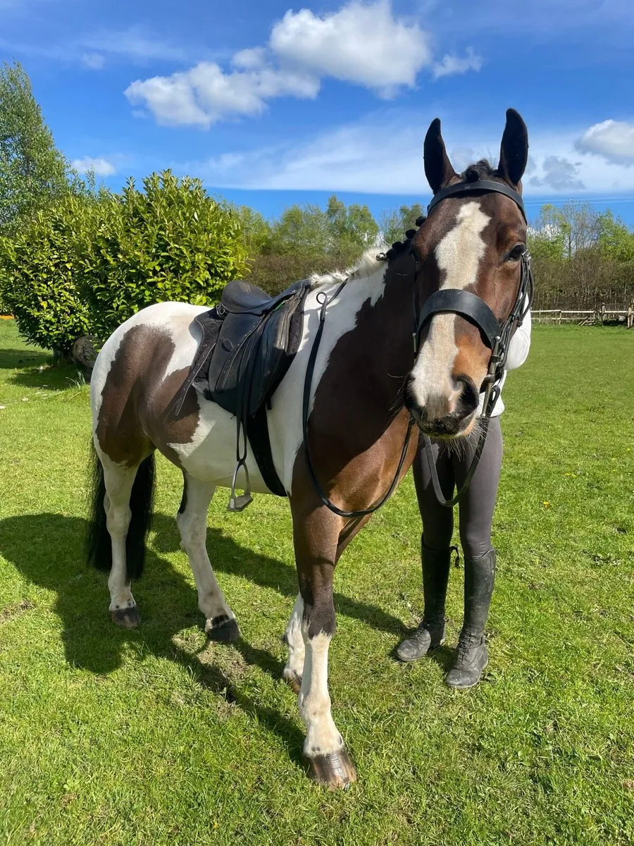 13.3 family pony - Image 4