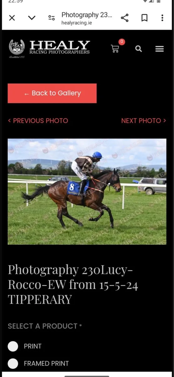 Thoroughbred mare - Image 1