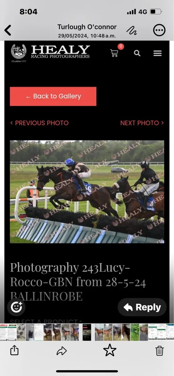 Thoroughbred mare - Image 2