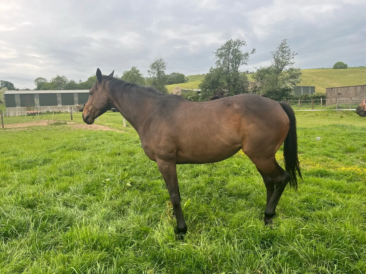 Thoroughbred mare - Image 3