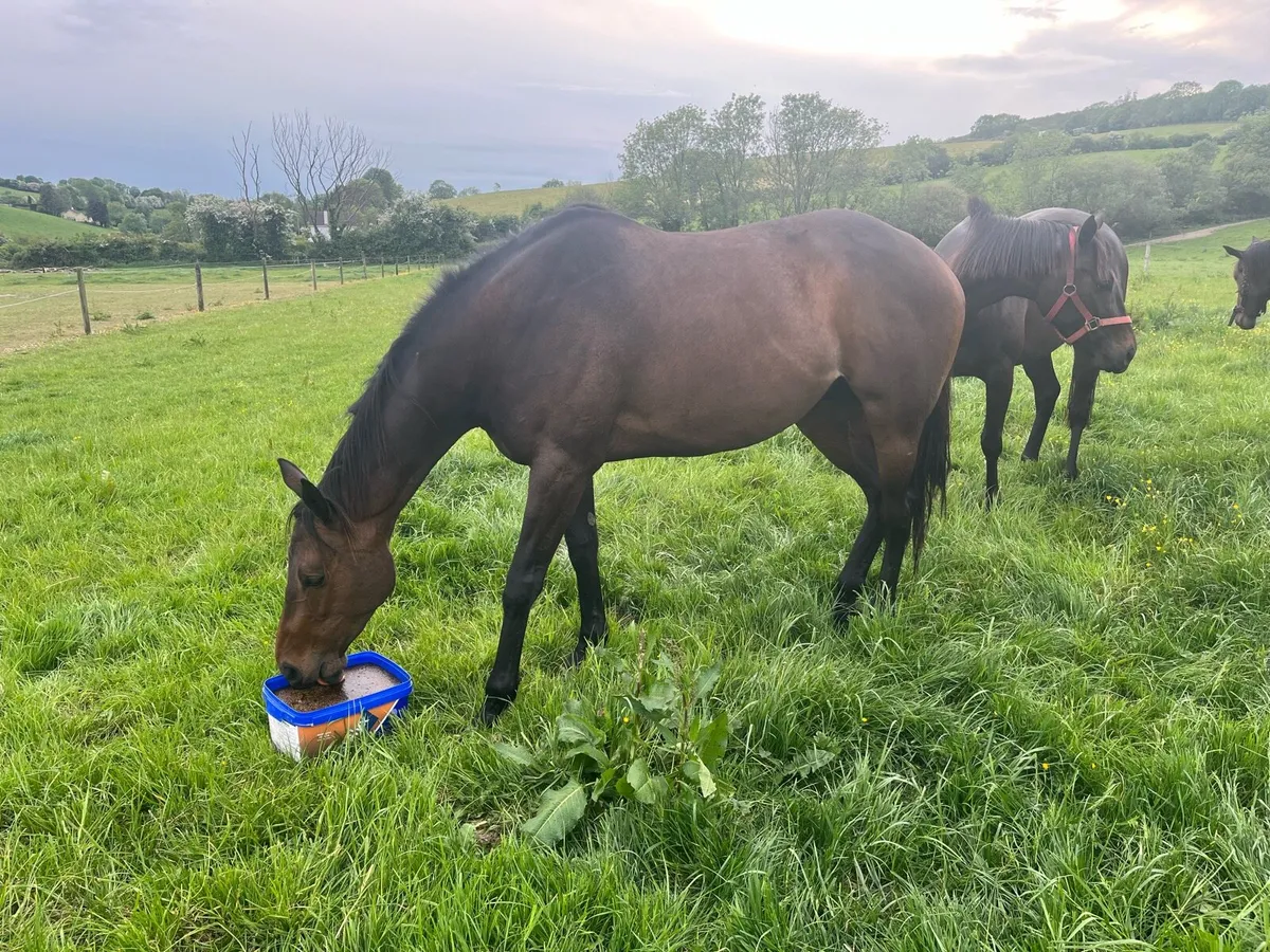 Thoroughbred mare - Image 4