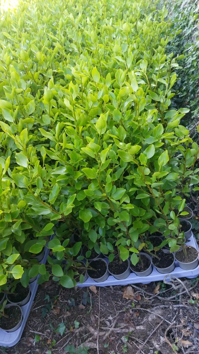 Griselinia Hedging - Image 2