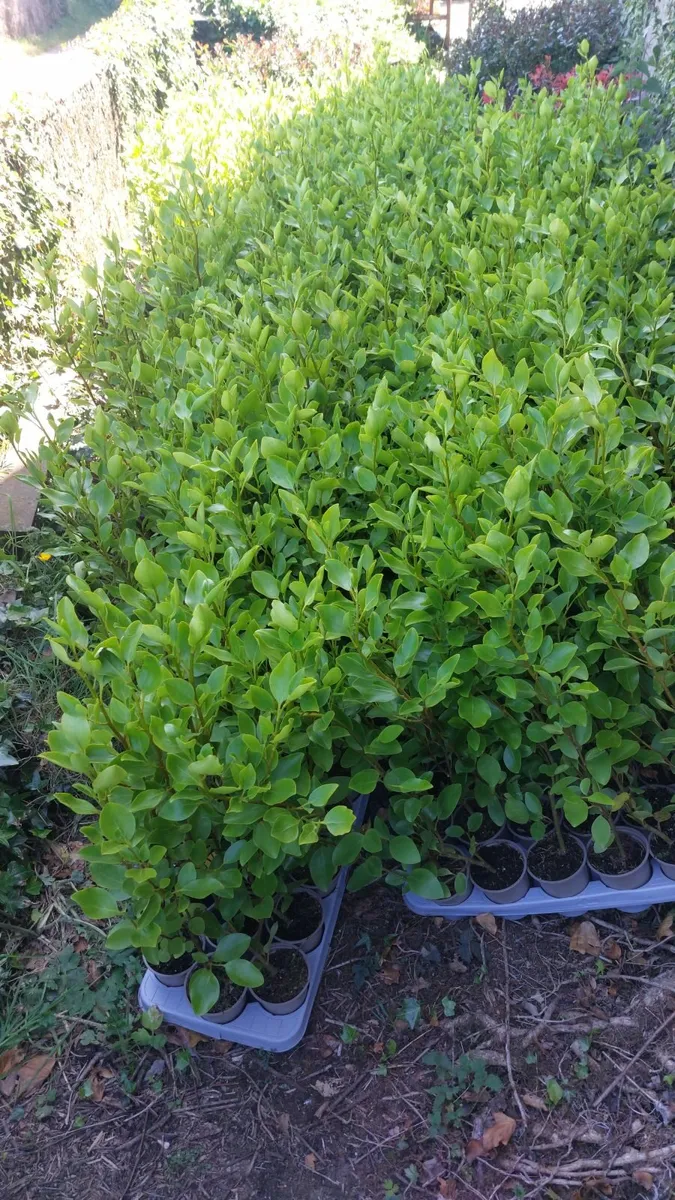 Griselinia Hedging - Image 3