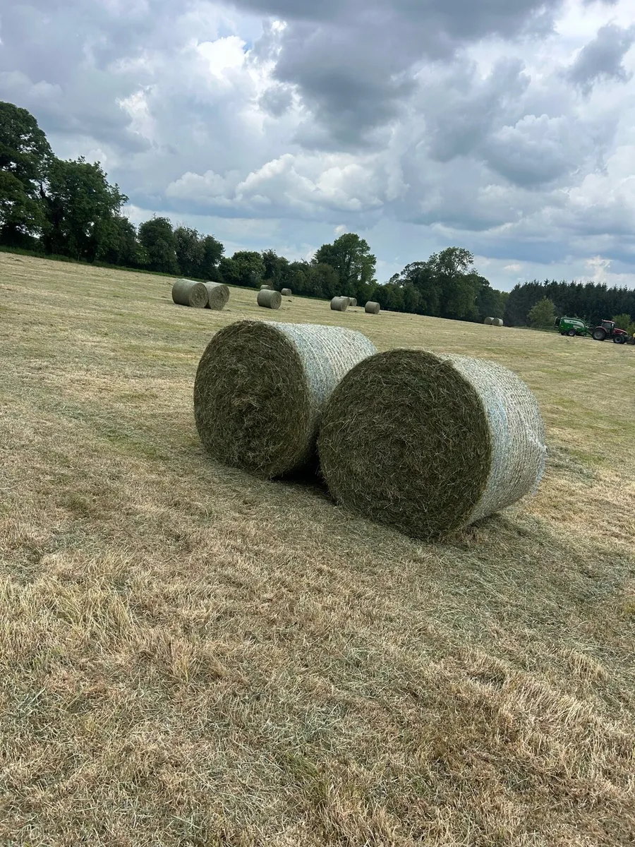 Hay - Image 1