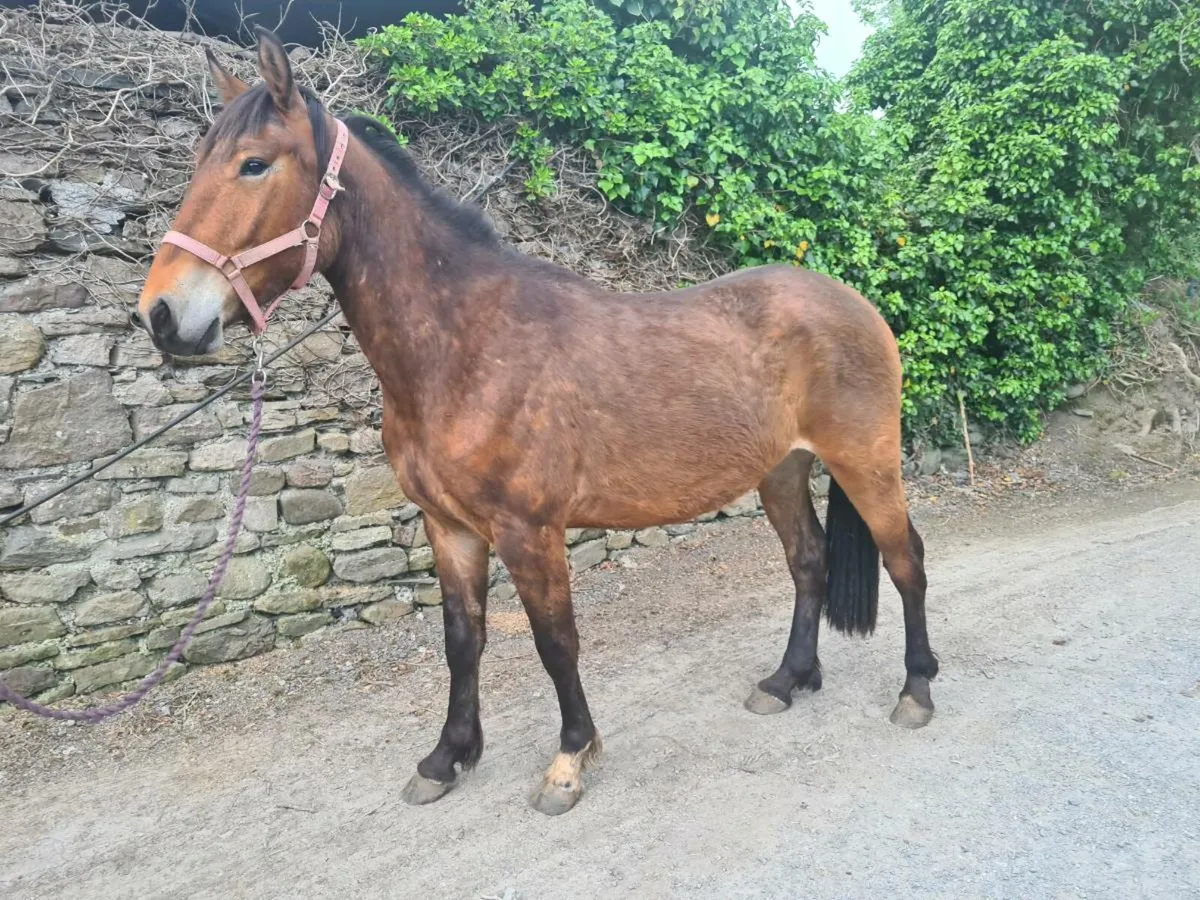 148 Gelding - Image 2
