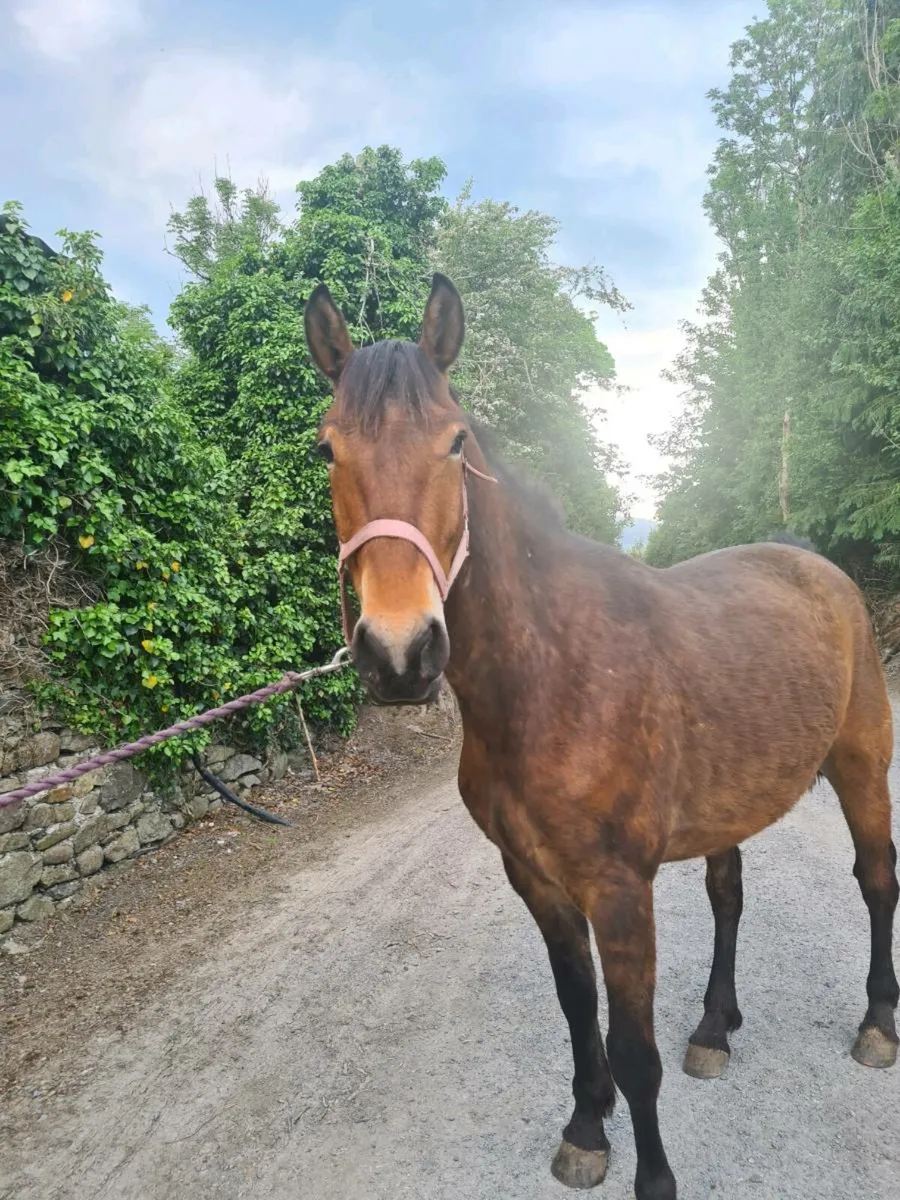 148 Gelding - Image 3