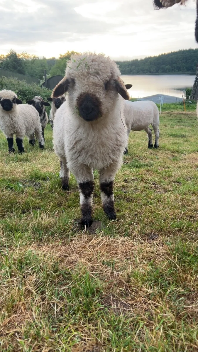 5 Valais X Ram lambs for sale - Image 3