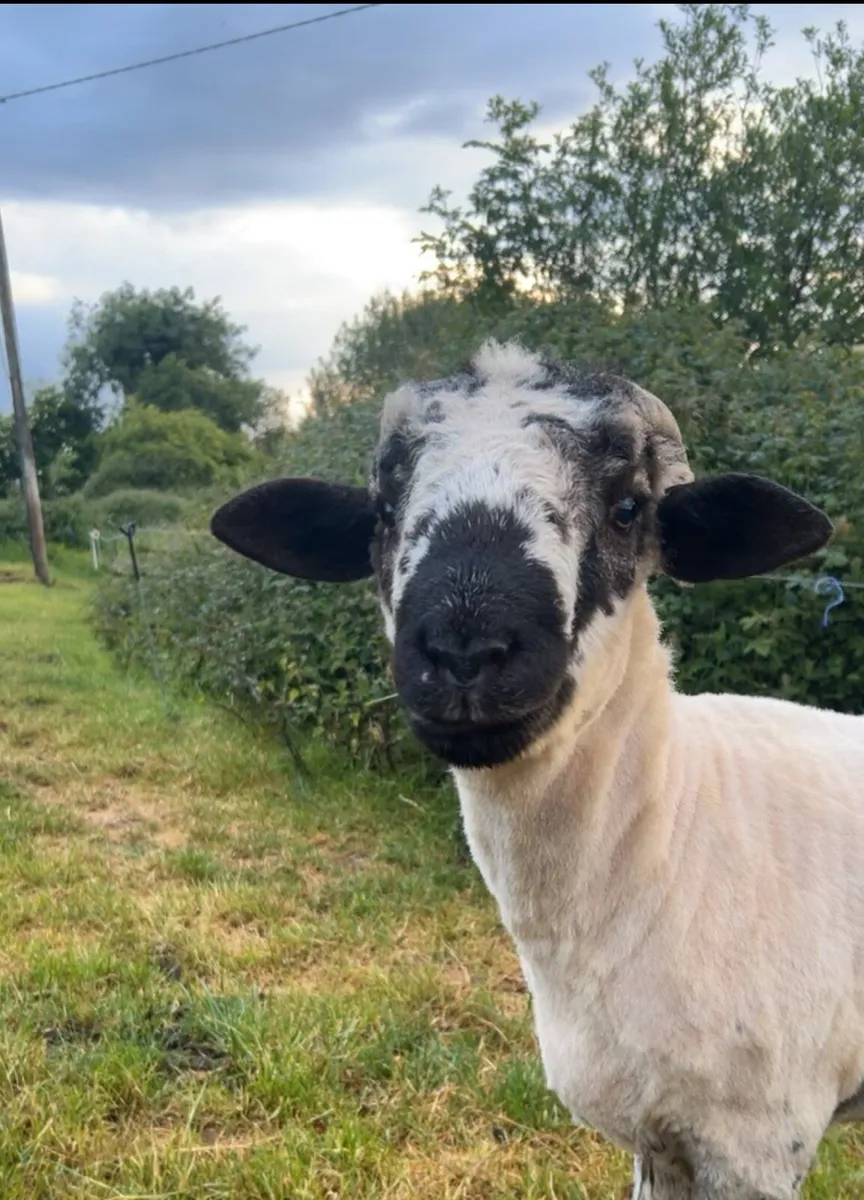 5 Valais X Ram lambs for sale - Image 4