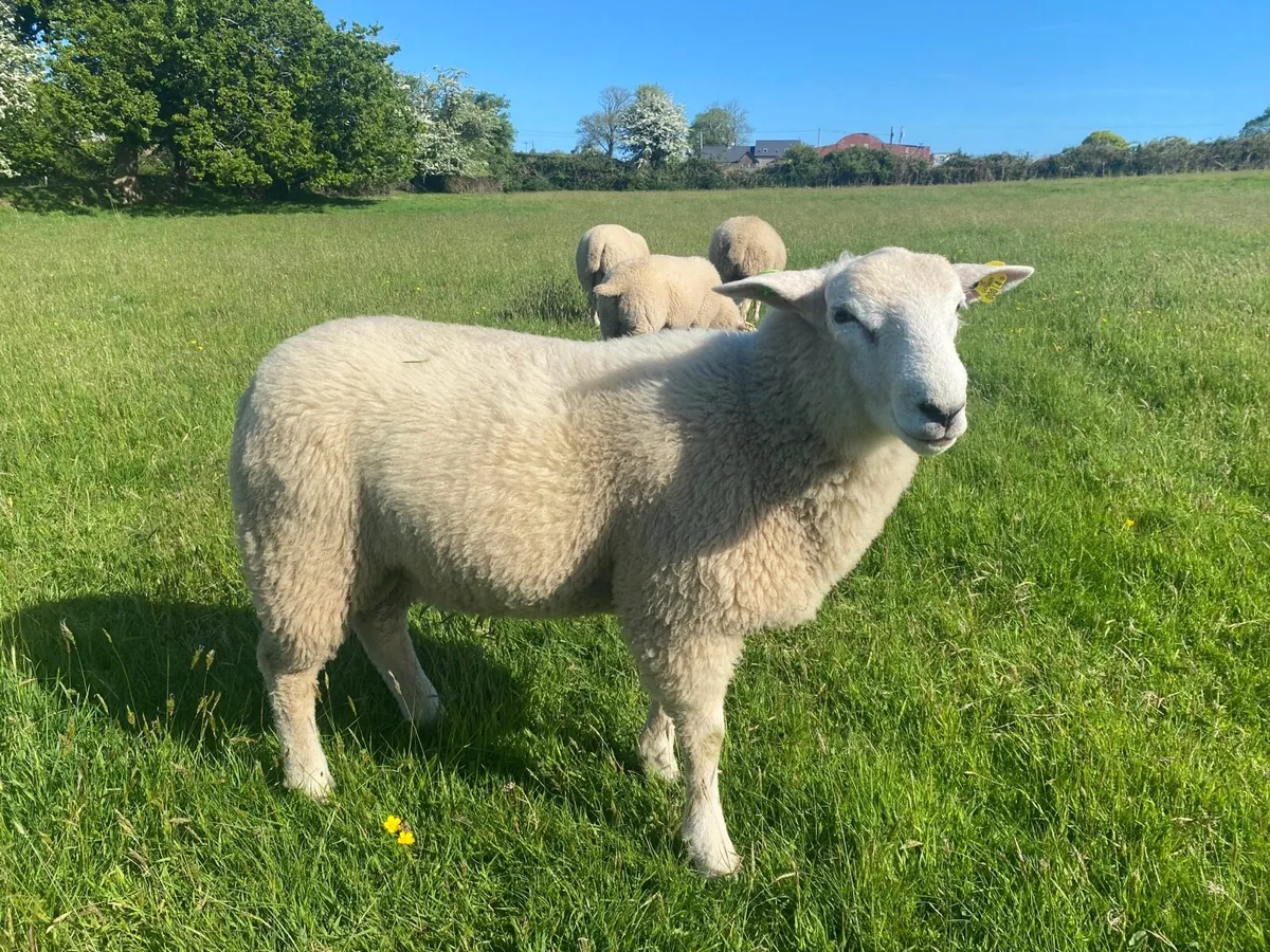 Pedigree Belclare  Ram Lamb - Image 2