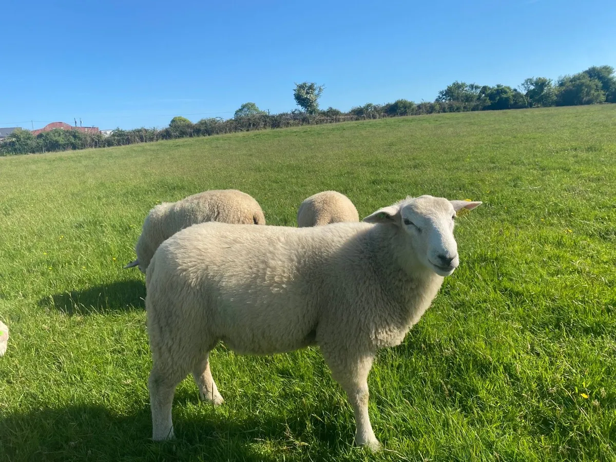 Pedigree Belclare  Ram Lamb - Image 3