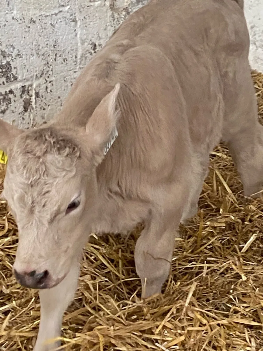 AI BRED  CH BULL SUCK CALF - Image 3