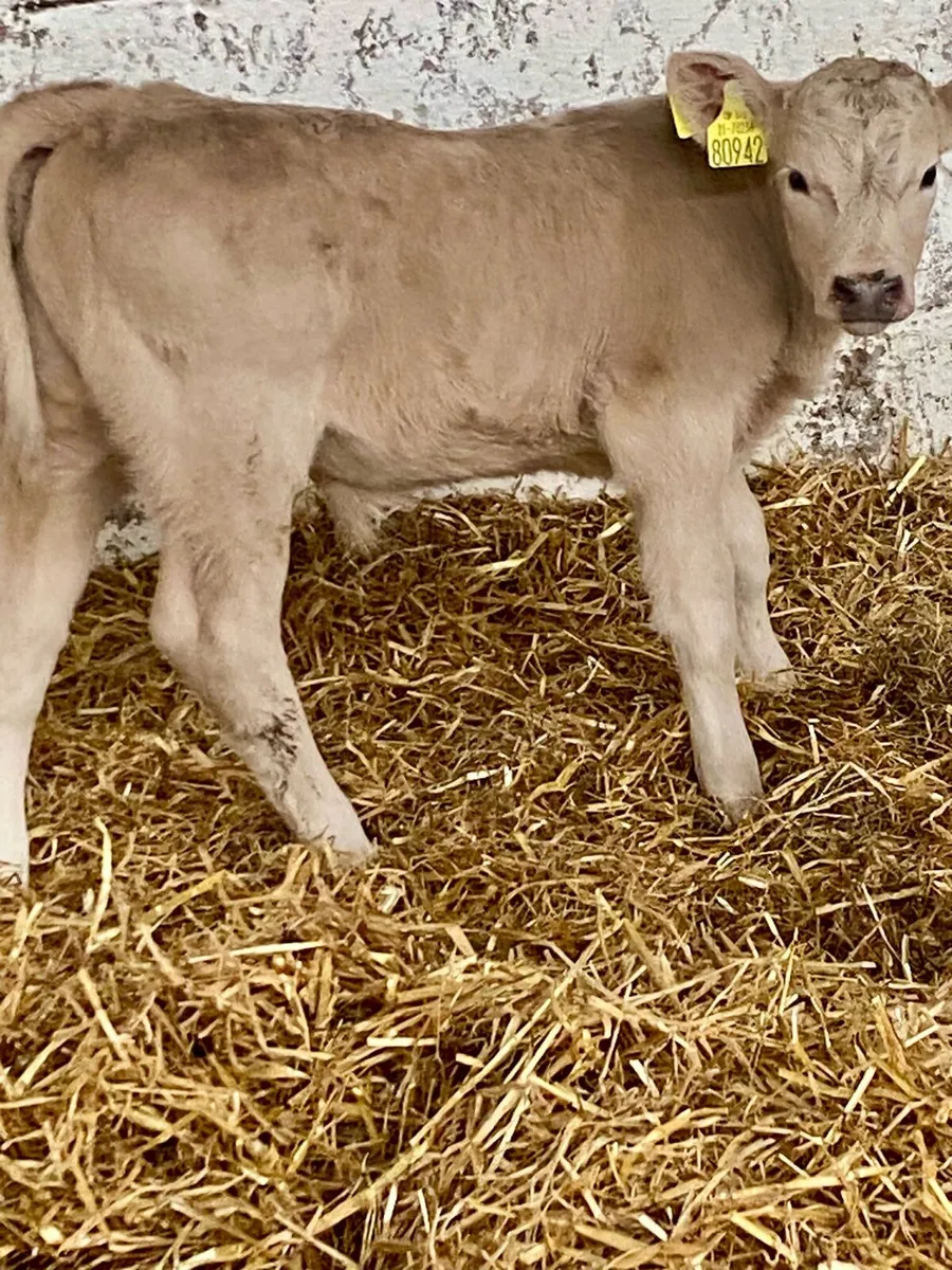 AI BRED  CH BULL SUCK CALF - Image 1
