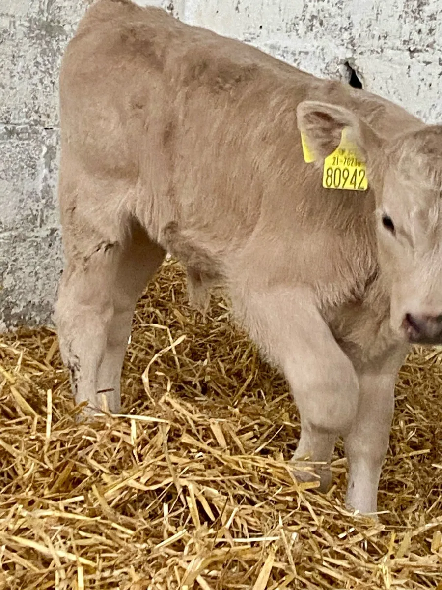 AI BRED  CH BULL SUCK CALF - Image 4
