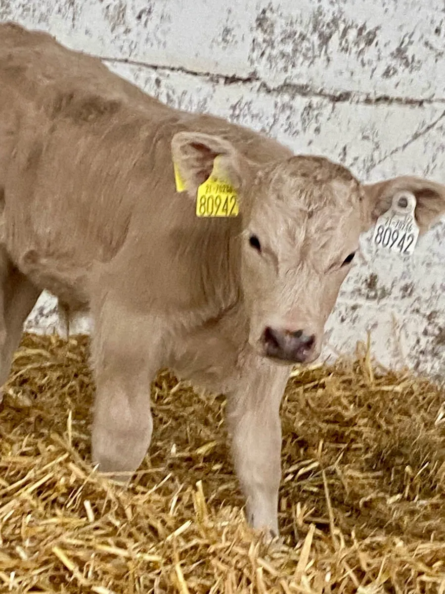 AI BRED  CH BULL SUCK CALF - Image 2