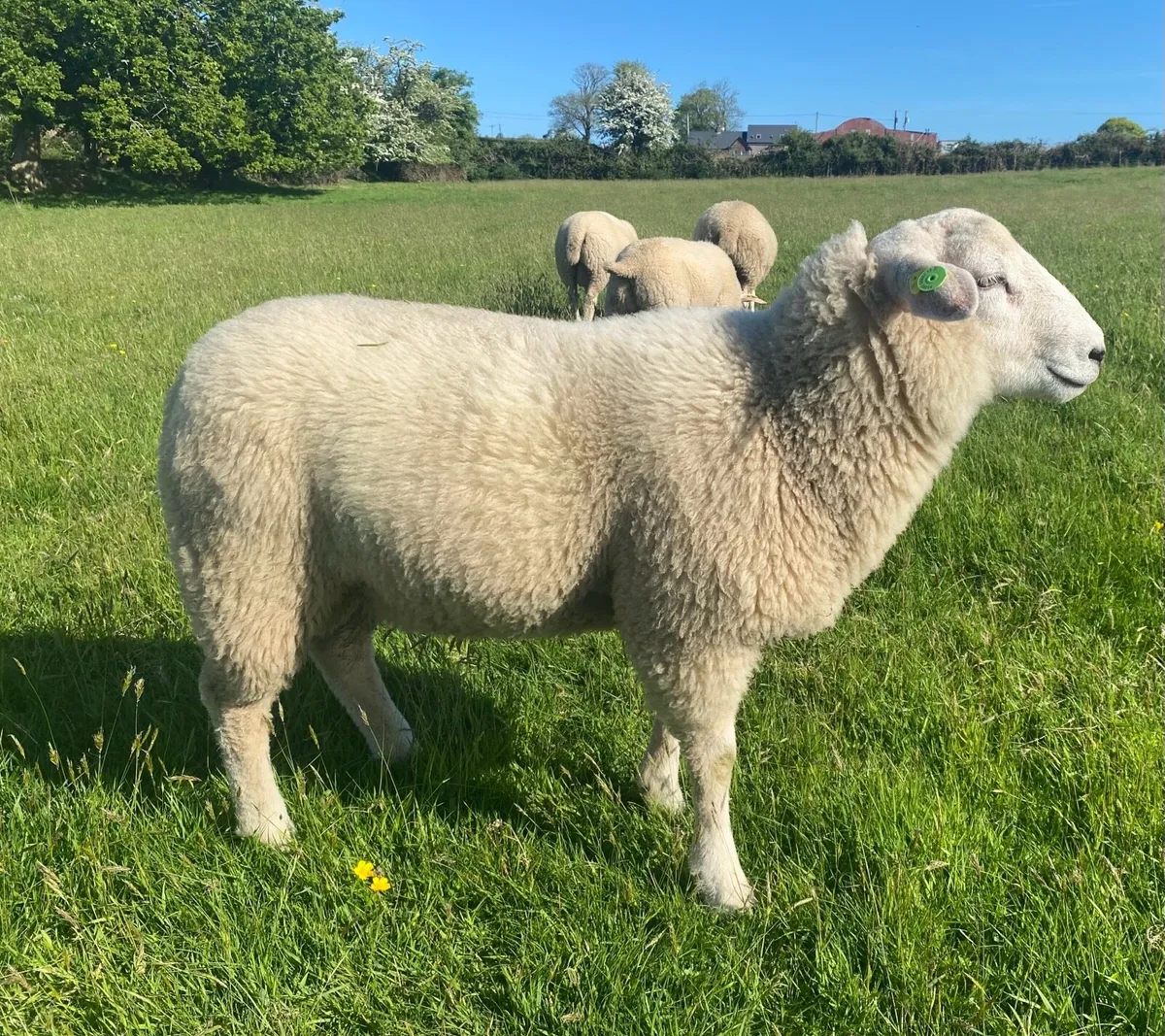 Pedigree Belclare  Ram Lamb - Image 1
