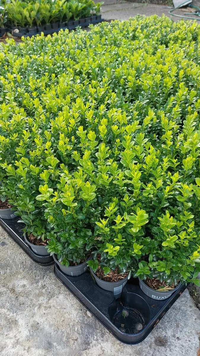 Box Hedging - Image 1
