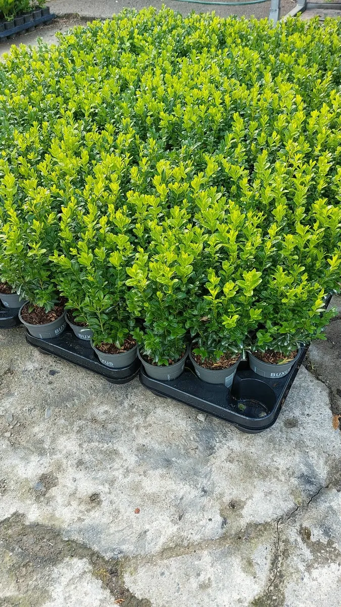 Box Hedging - Image 2