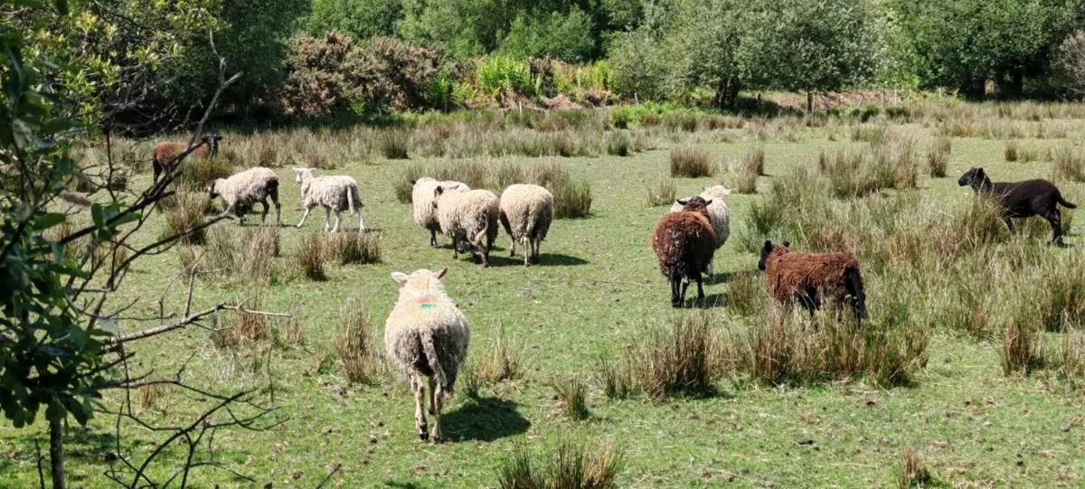 Hoggetts - Image 2