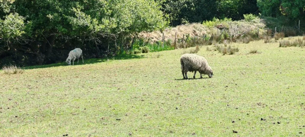 Hoggetts - Image 3
