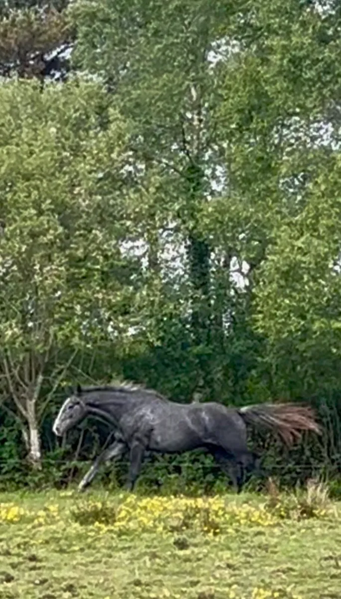 Horse - Image 4