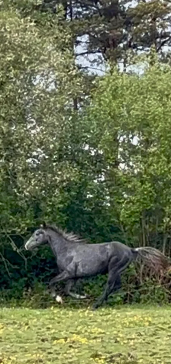 Horse - Image 3