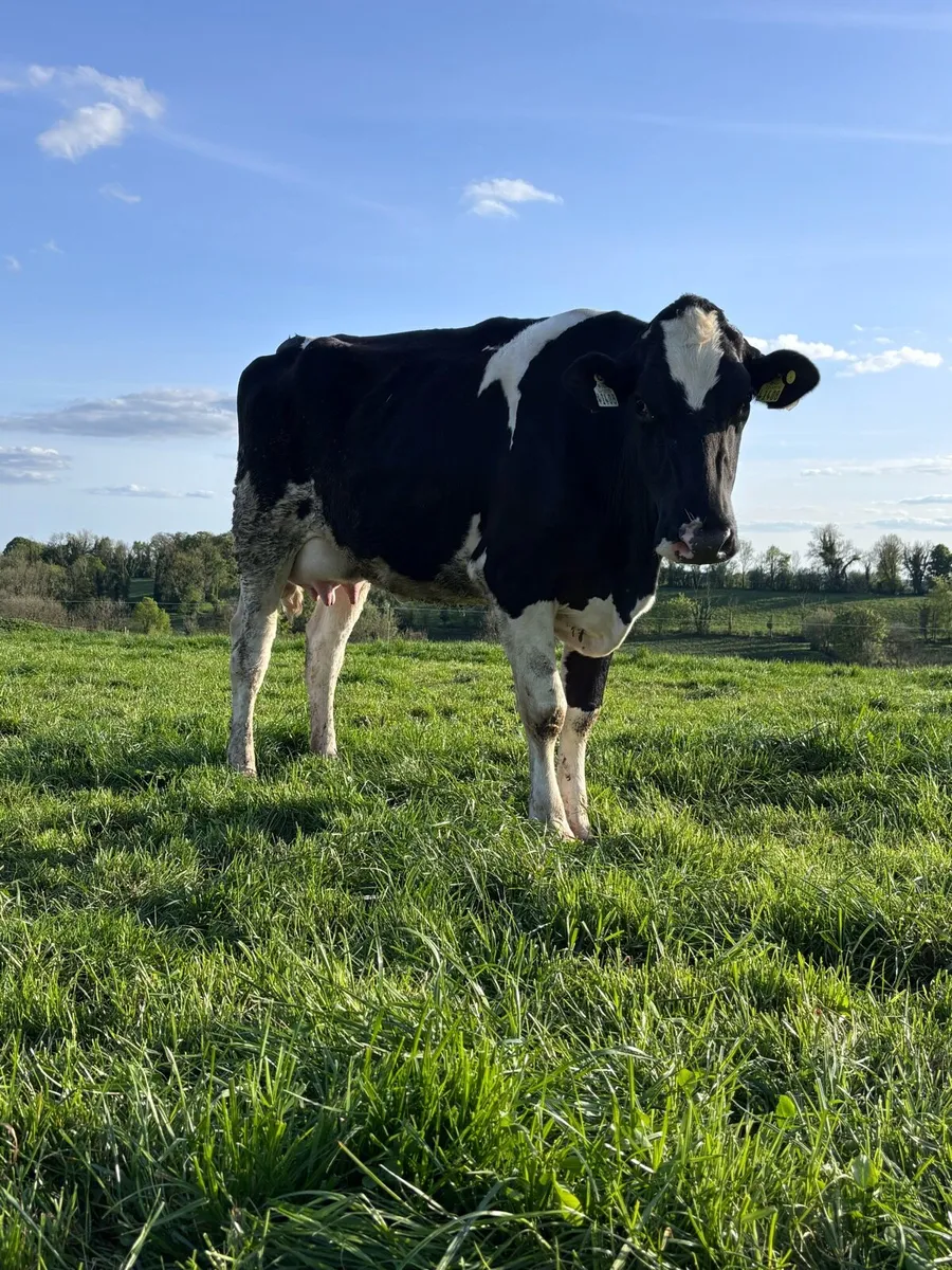 Dairy Heifer for sale - Image 1