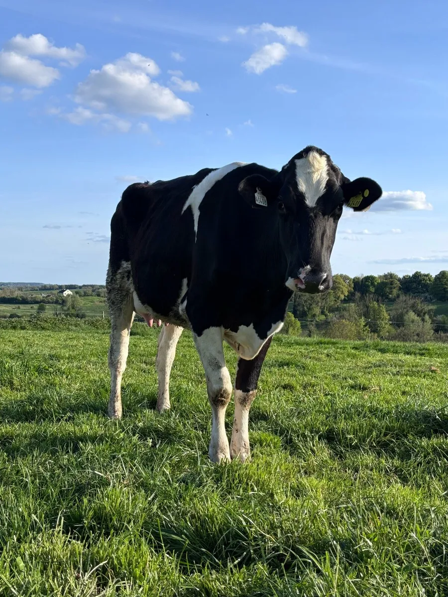 Dairy Heifer for sale - Image 2