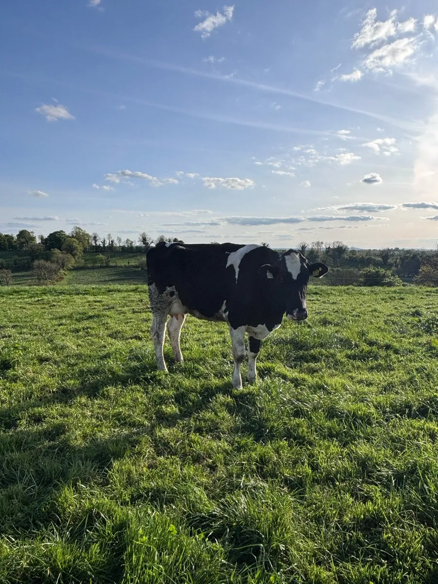Dairy Heifer for sale - Image 3