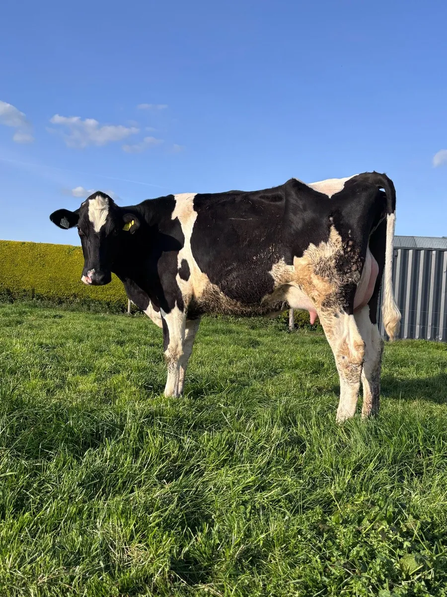 Dairy Heifer for sale - Image 4