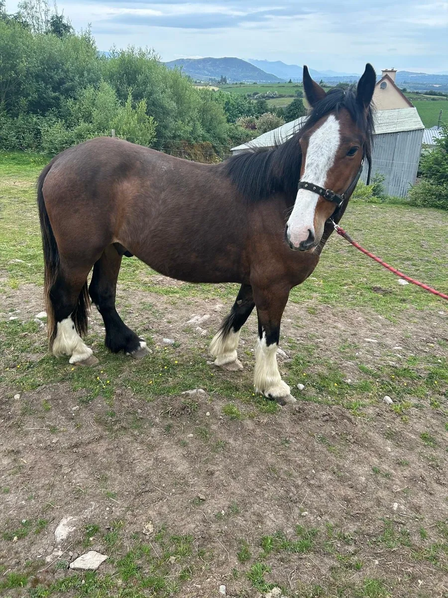 3 YR Old Gelding - Image 4