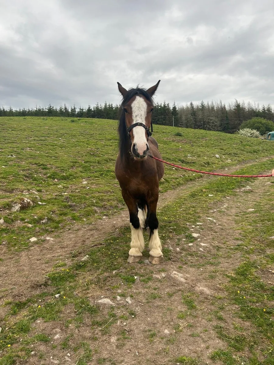 3 YR Old Gelding - Image 1