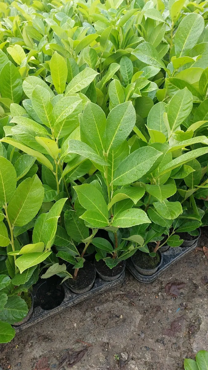 Laurel Hedging - Image 2