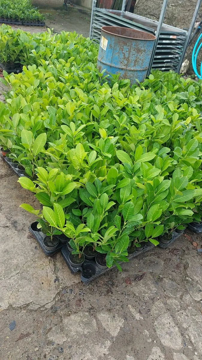 Laurel Hedging - Image 1