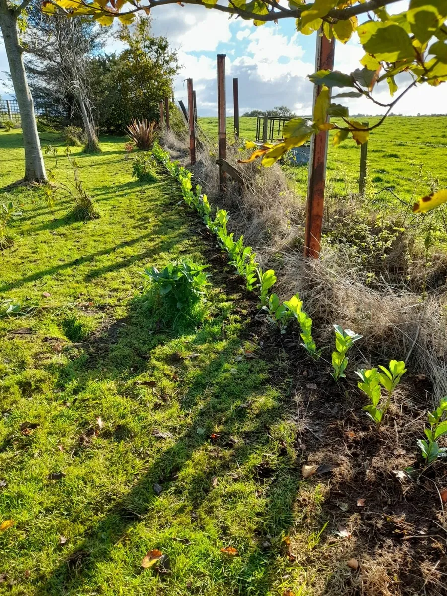 Laurel Hedging - Image 4