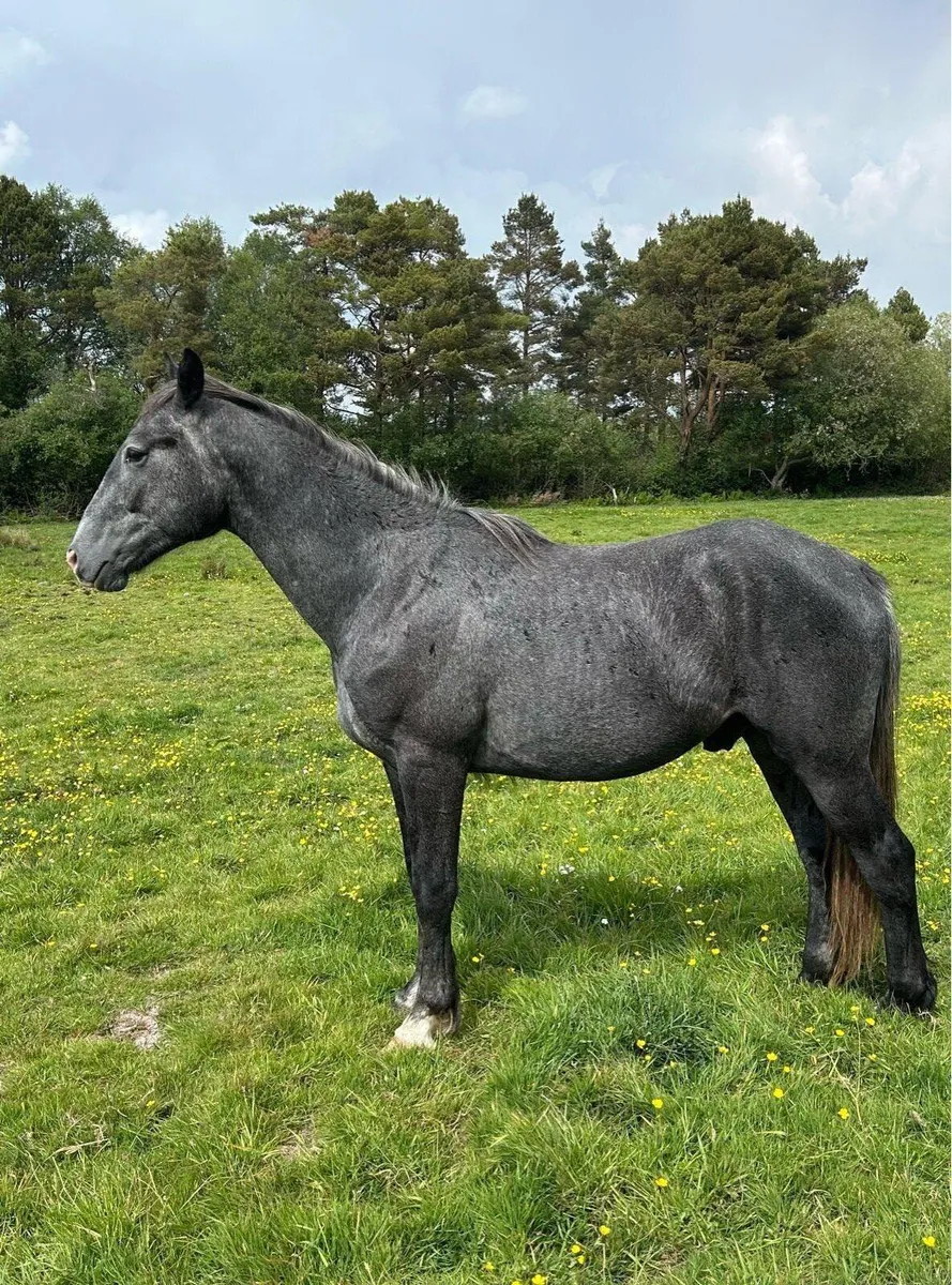 Horse - Image 2