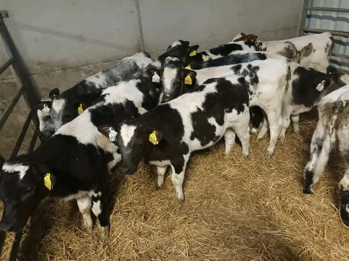 SUPER REARED BELGIAN BLUE CALVES - Image 2