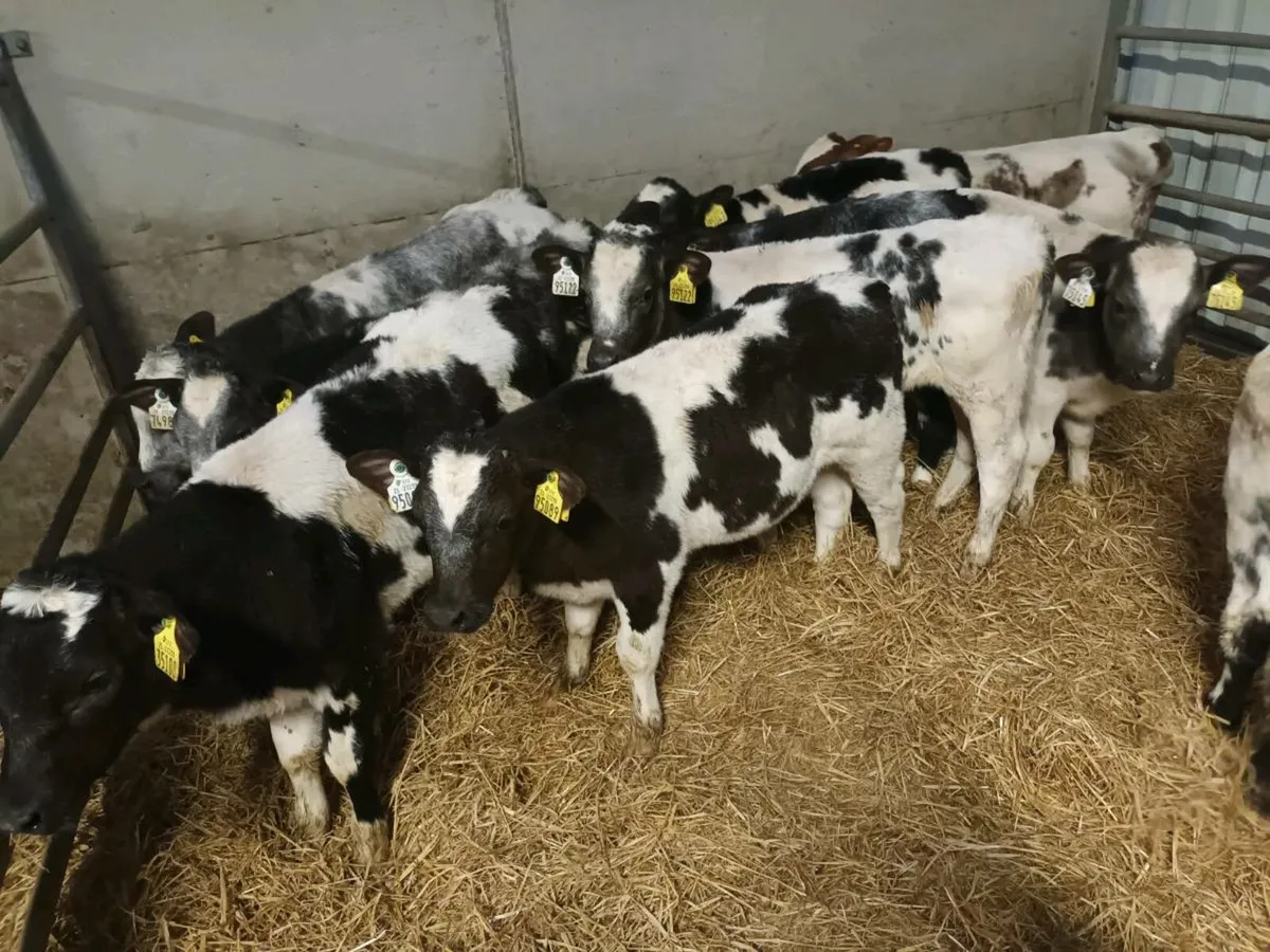 SUPER REARED BELGIAN BLUE CALVES - Image 1