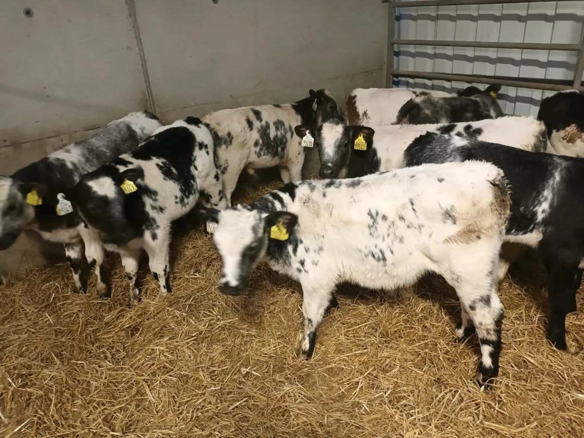 SUPER REARED BELGIAN BLUE CALVES - Image 3