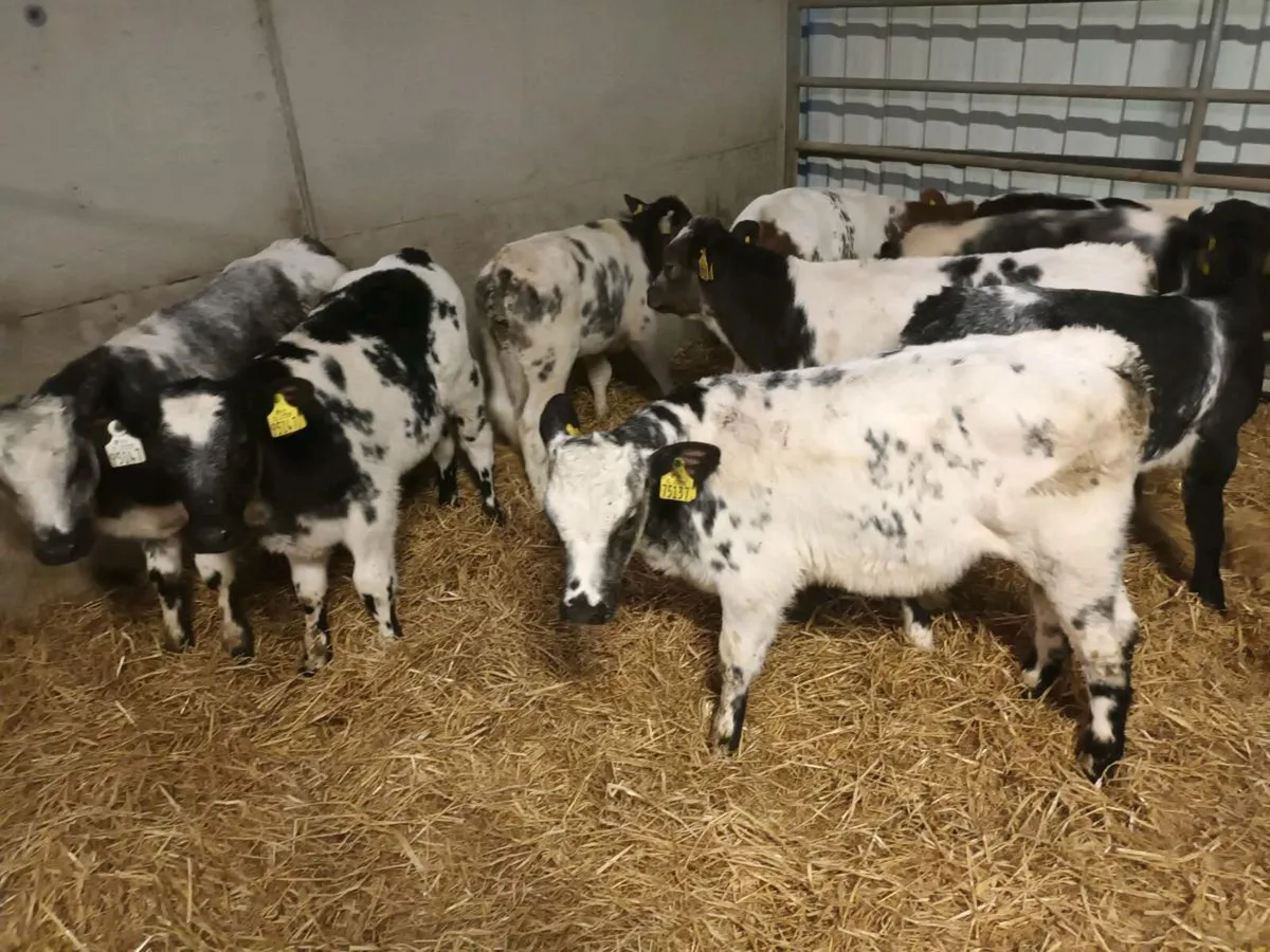 SUPER REARED BELGIAN BLUE CALVES - Image 4