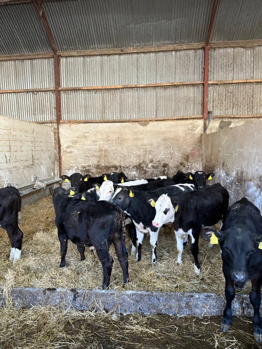Bulls - Image 1